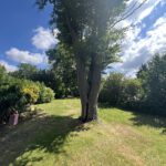 Blick in den Garten
