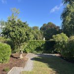 Blick in den Garten