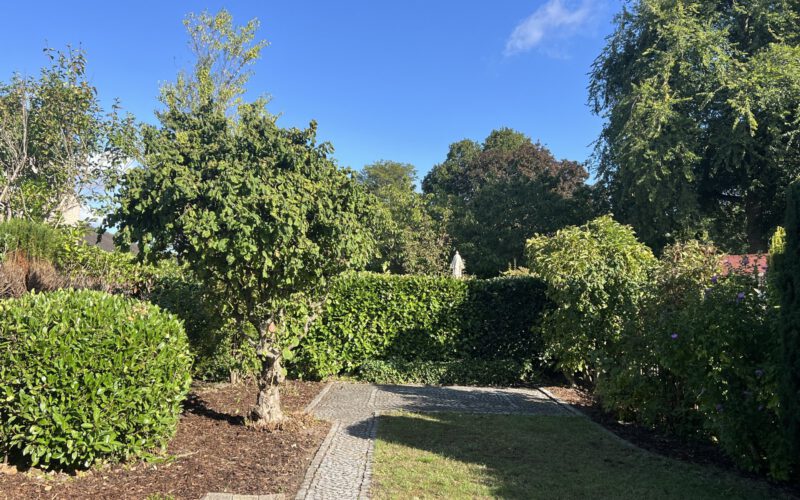 Blick in den Garten